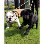 Taglory Doppelte Leinen/Hundeleine Doppelleine für 2 Hunde/Keine Verwicklung Reflektierend Kletterseil/Verstellbar Splitterleinen – Bild 2