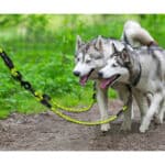 Taglory Doppelte Leinen/Hundeleine Doppelleine für 2 Hunde/Keine Verwicklung Reflektierend Kletterseil/Verstellbar Splitterleinen – Bild 7