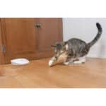 PetSafe Laser Tail Automatisches Laserlicht, Katzenspielzeug mit Laserpointer – Bild 7