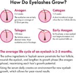 Toplash Wimpern- & Augenbrauenwachstumsserum – Für kräftige, lange Wimpern und Augenbrauen – Mit natürlichen Inhaltsstoffen – Bild 6